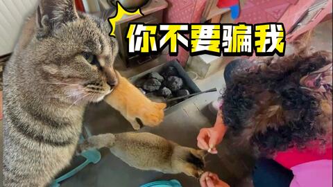 母猫怀孕后多久肚子变大