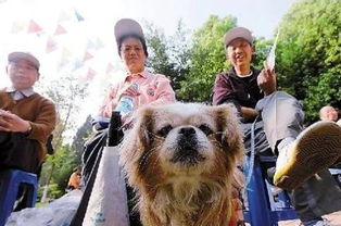 中国哪里养狗最多