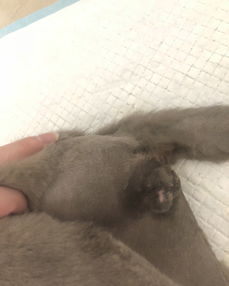 猫咪大小便失禁是什么意思