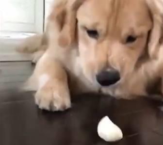 金毛犬吃鸡蛋好吗