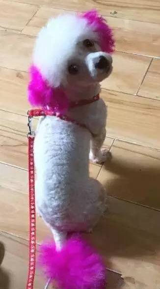 狗狗染色多久上色