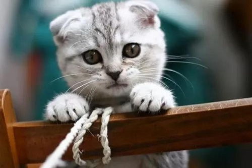 猫一吃就吐黄水有血丝