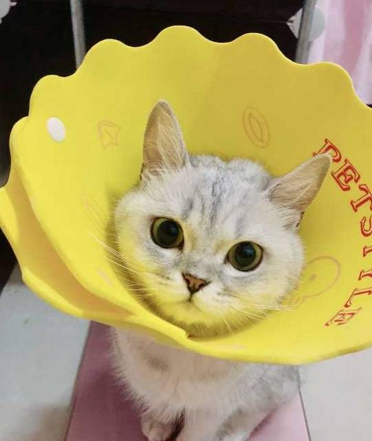 猫打完疫苗后多久能做绝育