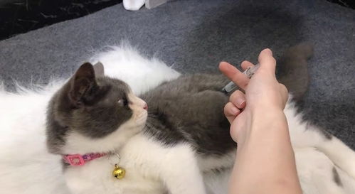 猫咪驱虫应该多久一次