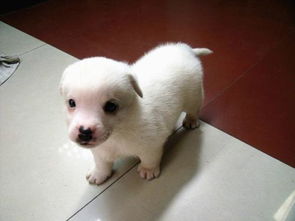 萨摩幼犬能吃鸡蛋吗