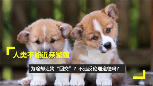 狗可以近亲生育吗-