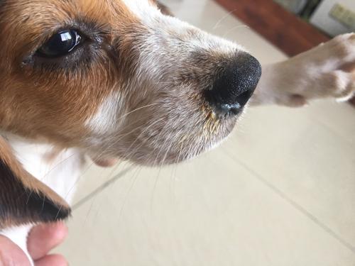 狗狗眼肿有眼屎