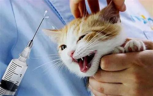 小猫咪多久可以体外驱虫
