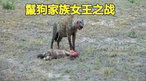 母狗多久没有生育能力