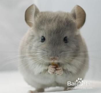 龙猫几个月停止生长