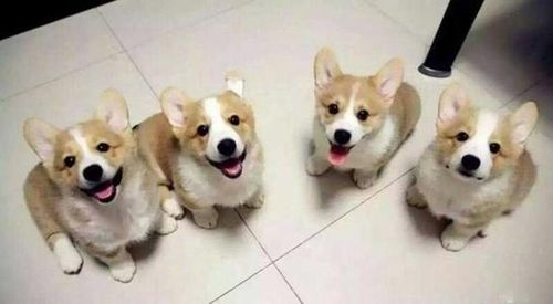 贵宾犬关节炎怎么冶