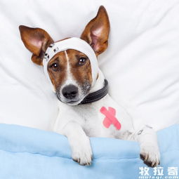 小狗 肺炎