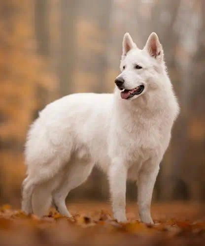 白色的犬类