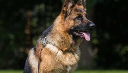 德国牧羊犬体重多少公斤
