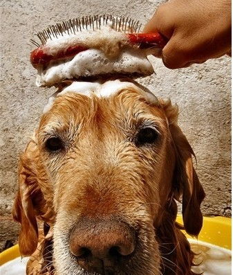 贵宾犬多久洗澡