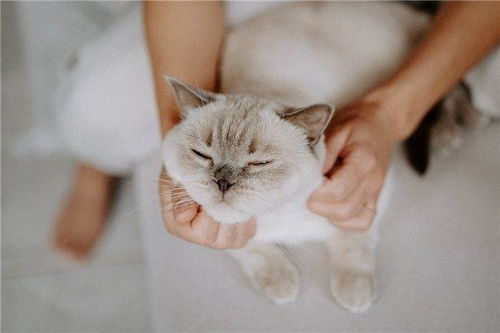 宠物猫多久驱虫一次多少钱