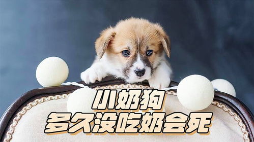 小狗吃奶粉要吃多久