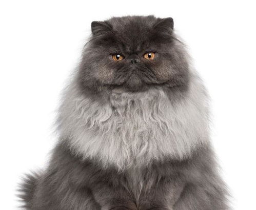 长毛加菲就是波斯猫吗