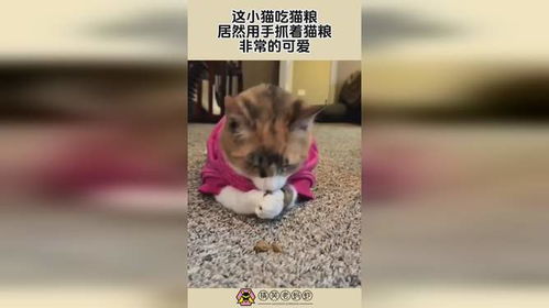 用手抓猫粮