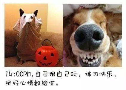 狗狗假死是什么样子