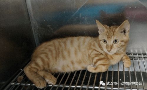 猫肝腹水治疗
