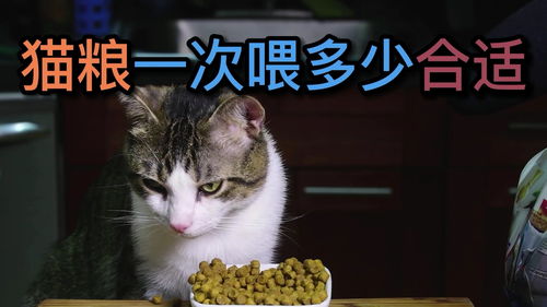 猫粮这么喂