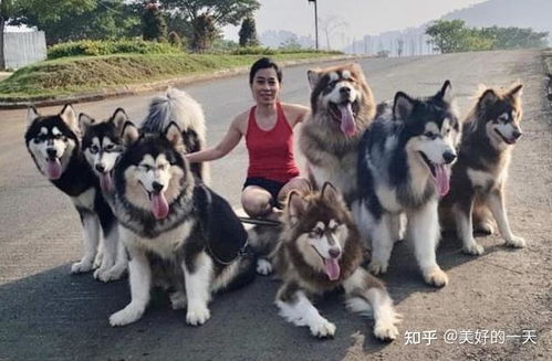 阿拉斯加犬体型大吗