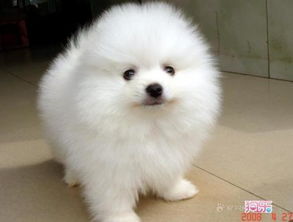博美犬能活多大年龄