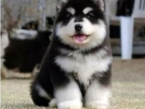 阿拉斯加犬性格特点是什么