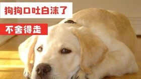 狗狗吐了带泡沫的黄水