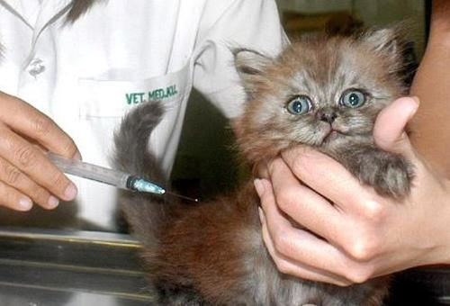 猫鼻支打疫苗会不会好