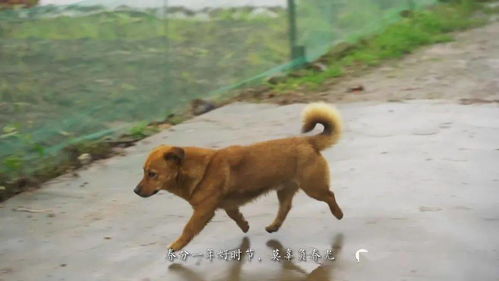小狗怎么运回家,可以快递吗