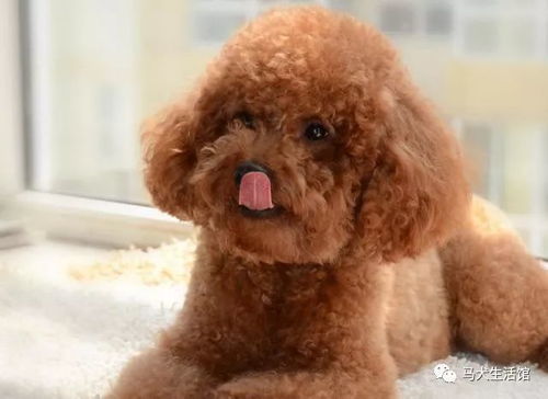 泰迪狗剃毛多久长出来一点