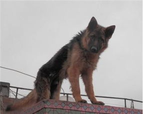 小型犬七个月体重