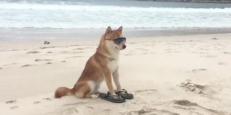柴犬骨折后可以自愈吗