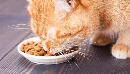为啥猫不吃猫粮