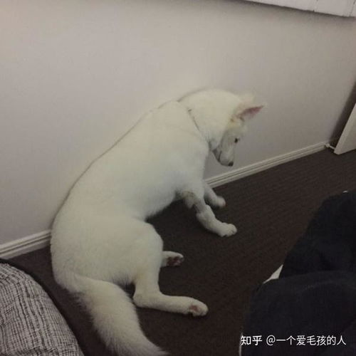 狗狗精神不佳走路不稳