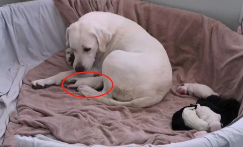 狗狗多久生小狗