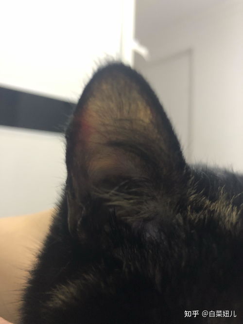 猫耳朵外面一圈的黑色