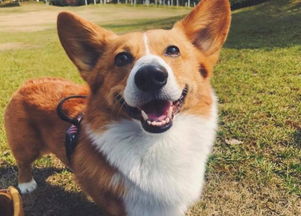 柯基幼犬驱虫药哪种好