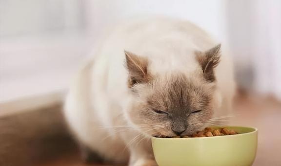 怎样让猫猫吃猫粮