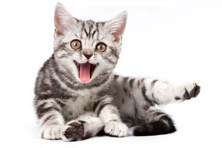 猫咪便秘会导致食欲不振吗