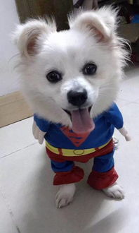 哪一种狗长不大