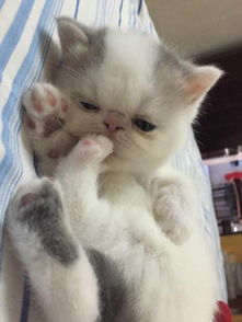 加菲公猫一般长多重