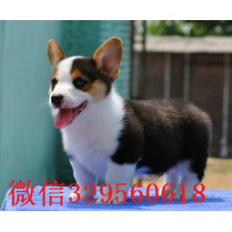 哪里卖纯种柯基犬