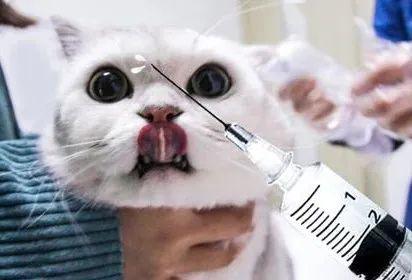 猫打完针多长时间可以洗澡