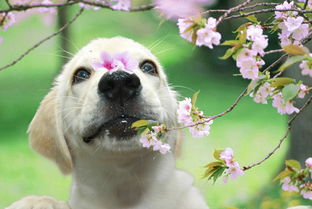 狗狗避孕最好的方法是什么