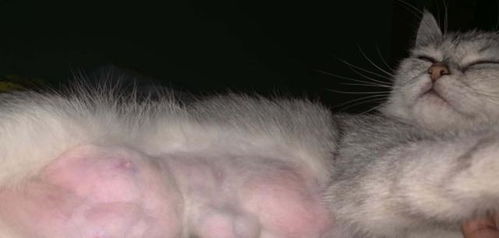 小猫肛门腺挤出脓状物是什么