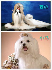 马尔济斯犬小知识
