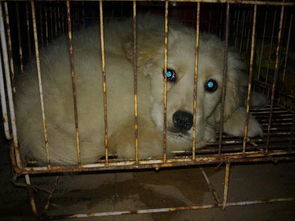 窝犬咳是什么症状